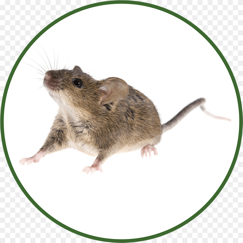Venables Pest Control Professional U0026 Expert Animal Brown Rat, Mammal, Rodent, Computer Hardware, Electronics Free Png Download
