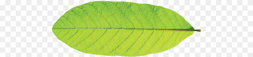 Venation In Mango Leaf, Plant, Tree Free Transparent Png