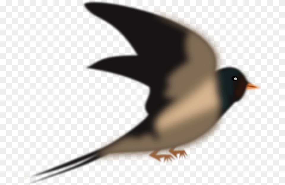 Vencejo, Animal, Bird, Finch, Beak Png Image