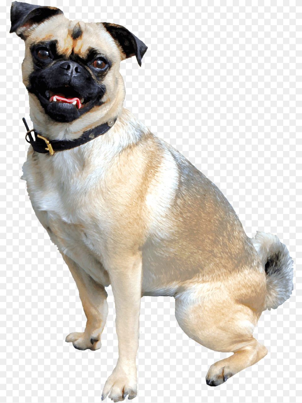 Vendaje Para Perros, Animal, Canine, Dog, Mammal Png