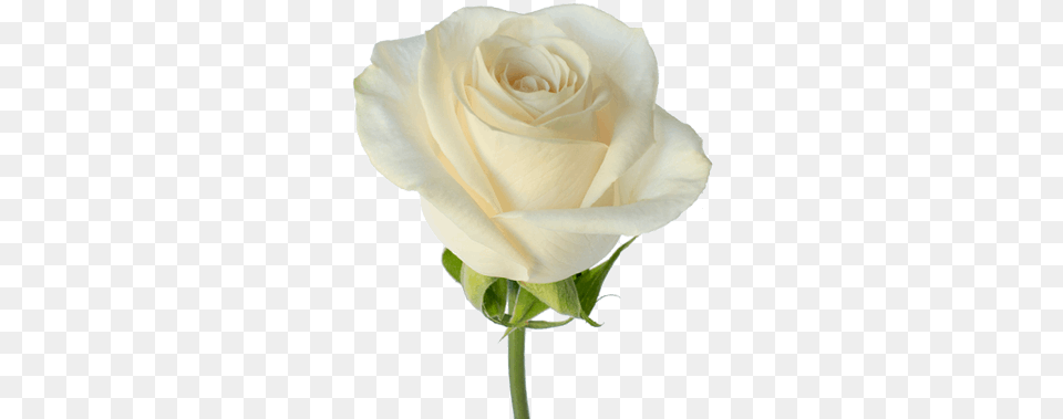 Vendela Cream Colored Rose, Flower, Plant Free Png Download