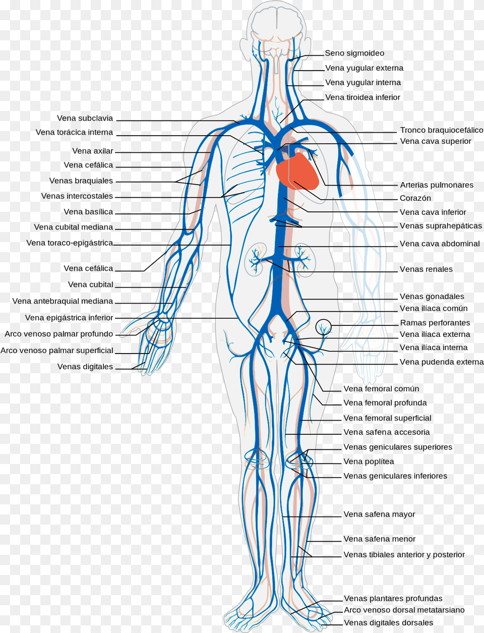 Venous System Of Human Body, Adult, Male, Man, Person Free Transparent Png