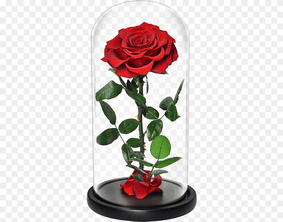 Venta Al Por Mayor Rosas Rojas Grandes Compre Online Los Lovely, Flower, Flower Arrangement, Jar, Plant Free Png
