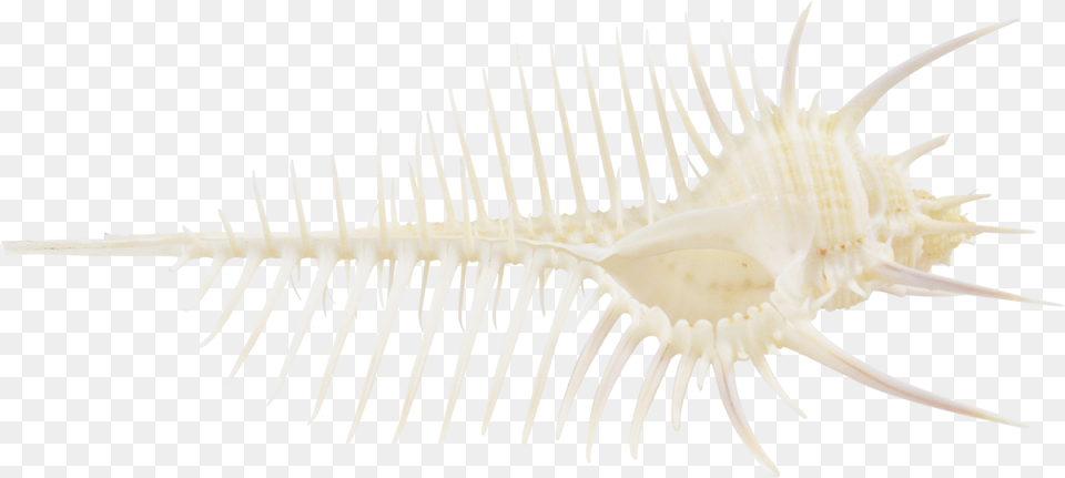 Venus Comb 5 7 Seahorse, Animal, Invertebrate, Sea Life, Seashell Free Png Download