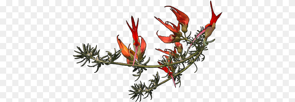 Ver En La Mediateca Education, Flower, Plant, Acanthaceae, Astragalus Png