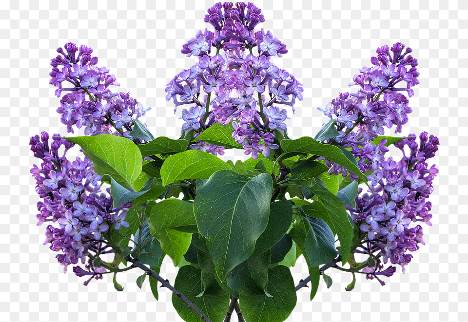 Ver Y Descargar 8 Imagenes Flores Hd Rosa Lila, Flower, Plant, Lilac Free Png