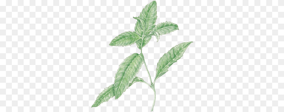Verbenalemon Lemon Beebrush, Herbs, Leaf, Mint, Plant Png Image