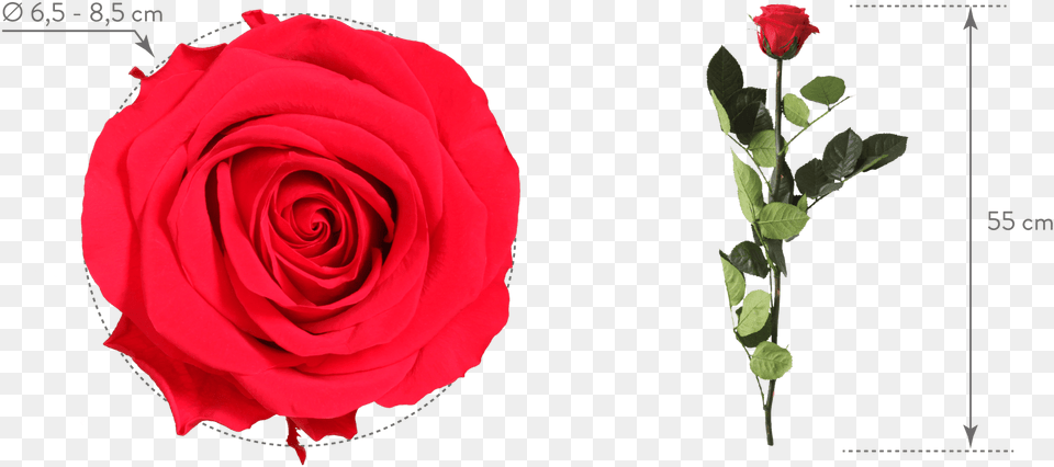 Verdissimo Forever Rose Red Rose, Flower, Plant, Petal Free Png Download