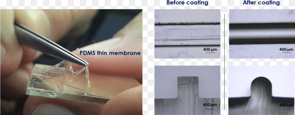 Verify The Coating By Peeling Off The Pdms Membrane Plywood, Art, Collage, Aluminium, Baby Png Image