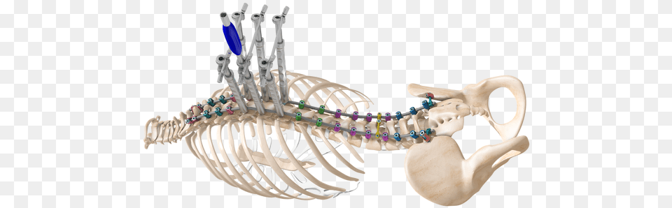 Vertebral Column Png Image