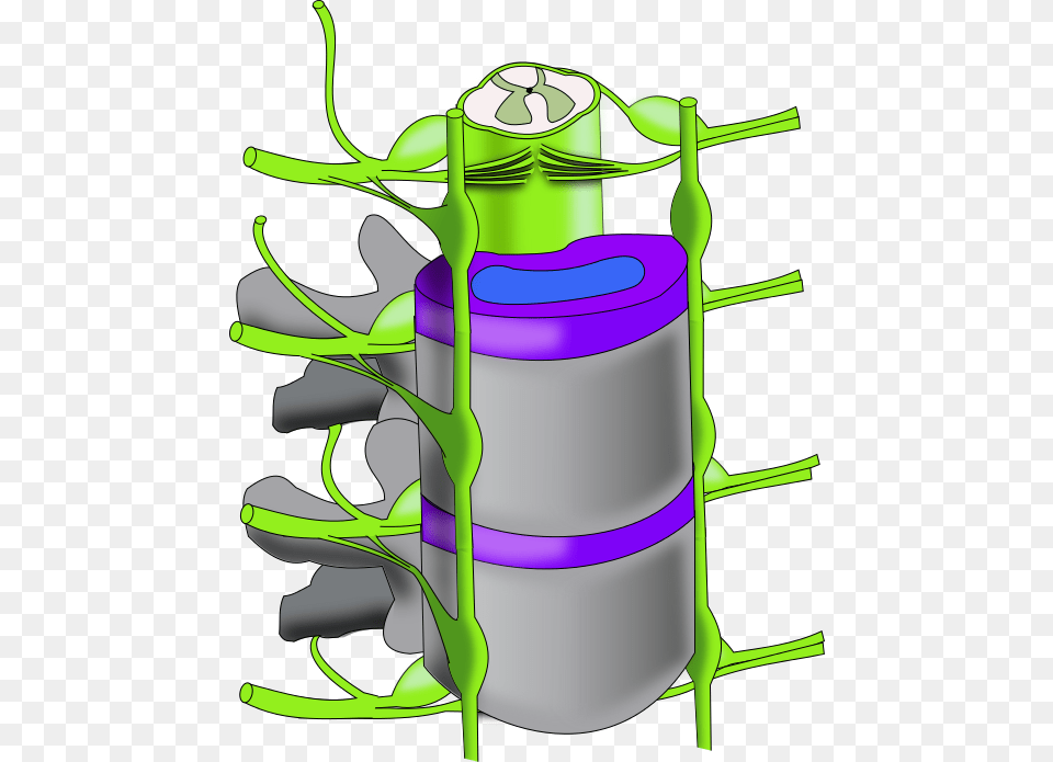 Vertebral Column, Weapon, Bow Png Image