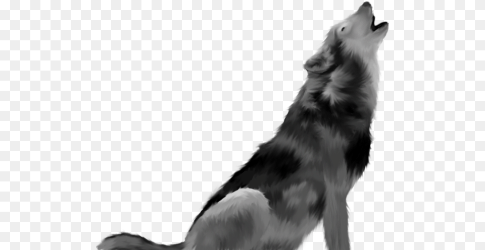 Vertebratedog And Whiteborder Collieworking Dogherding Howling Wolf Background, Animal, Mammal, Canine, Dog Free Png Download