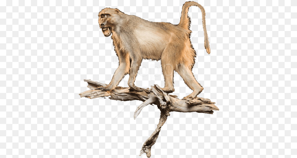 Vertebrateold World World Monkeywildliferhesus Langur, Animal, Mammal, Monkey, Wildlife Free Png Download