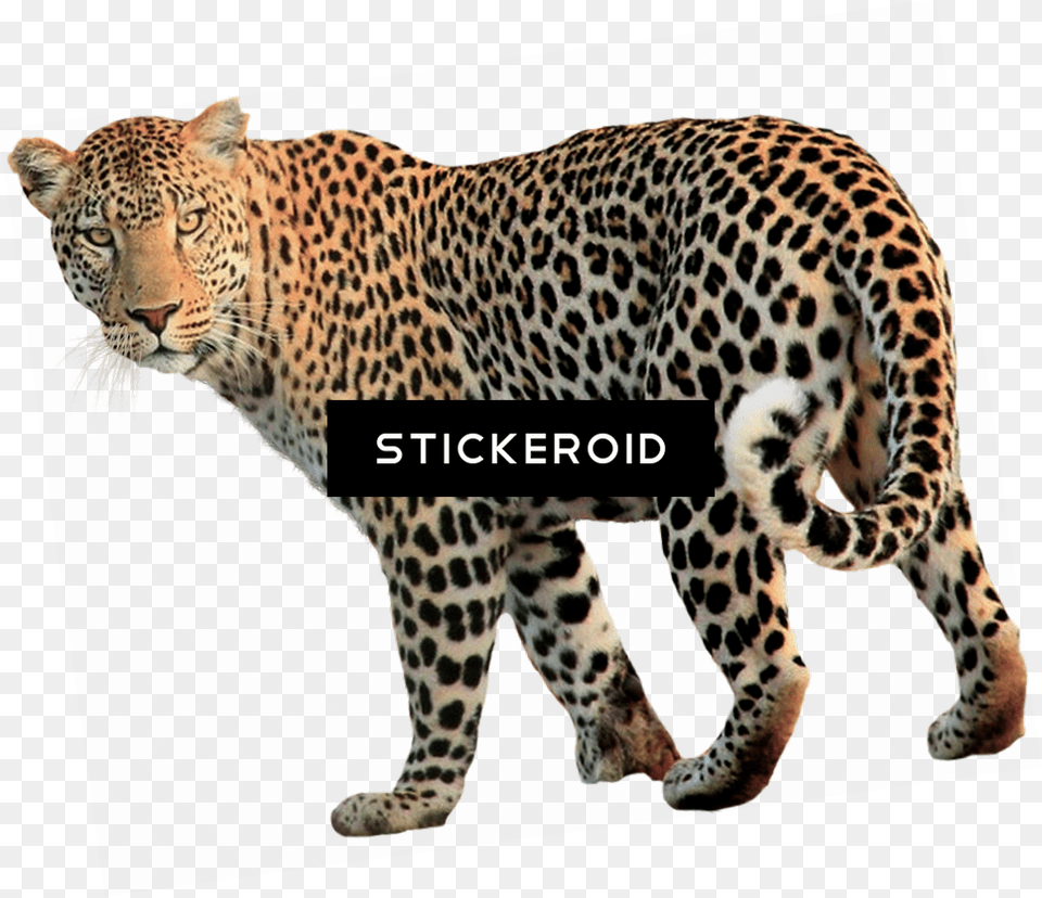 Vertebrateterrestrial Catsheadafrican Leopardcarnivoreanimal Leopardo, Animal, Mammal, Panther, Wildlife Png