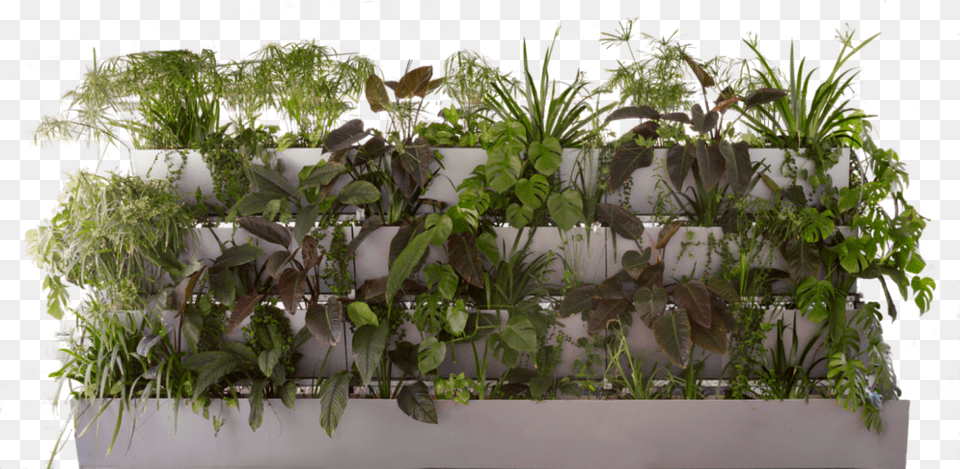 Verteco Houseplant, Garden, Pottery, Potted Plant, Planter Free Transparent Png