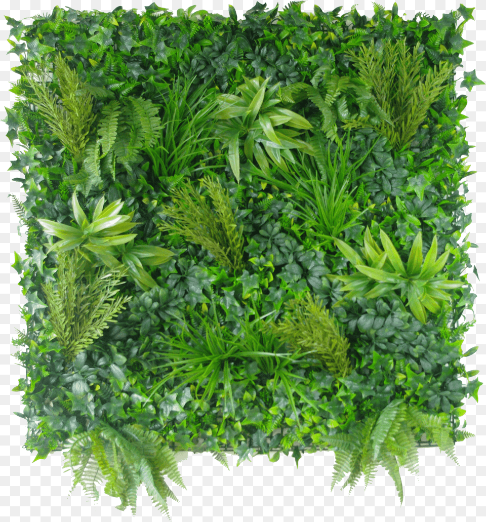 Vertical Garden Wall, Herbal, Herbs, Moss, Plant Png