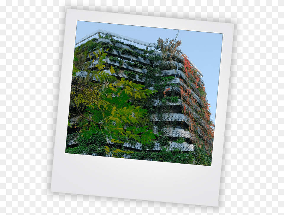 Vertical Gardens Picture Frame, Arbour, Nature, Garden, Outdoors Free Png Download