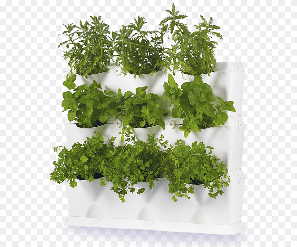 Vertical Herbs Garden Uk, Herbal, Plant, Potted Plant, Parsley Png