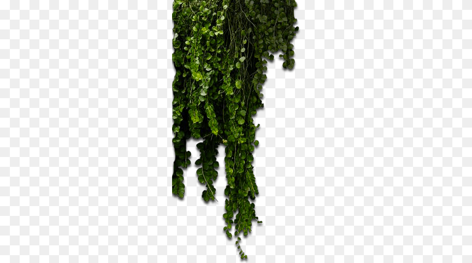 Vertical Plant Hanging Garden, Vine, Ivy Free Transparent Png