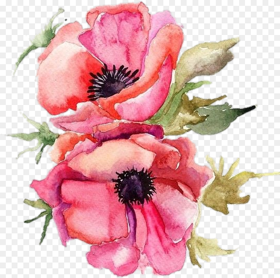 Vertical Poppy Pngstickers Watercolor Illustration Bouquet, Flower, Petal, Plant, Anemone Free Png Download