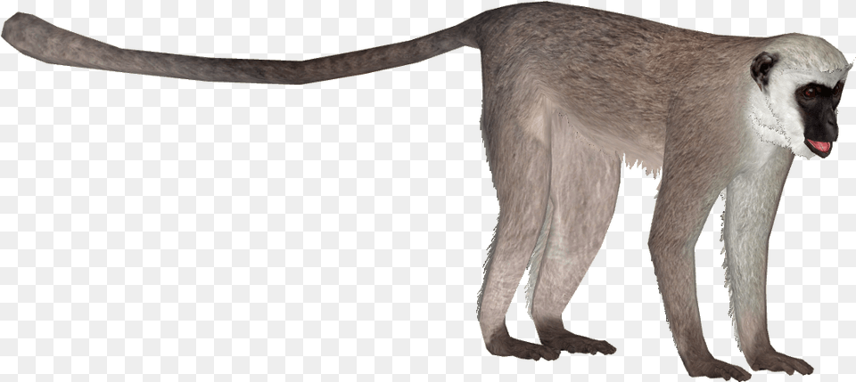 Vervet Monkey Download Zoo Tycoon 2 Langur, Animal, Mammal, Wildlife Free Transparent Png