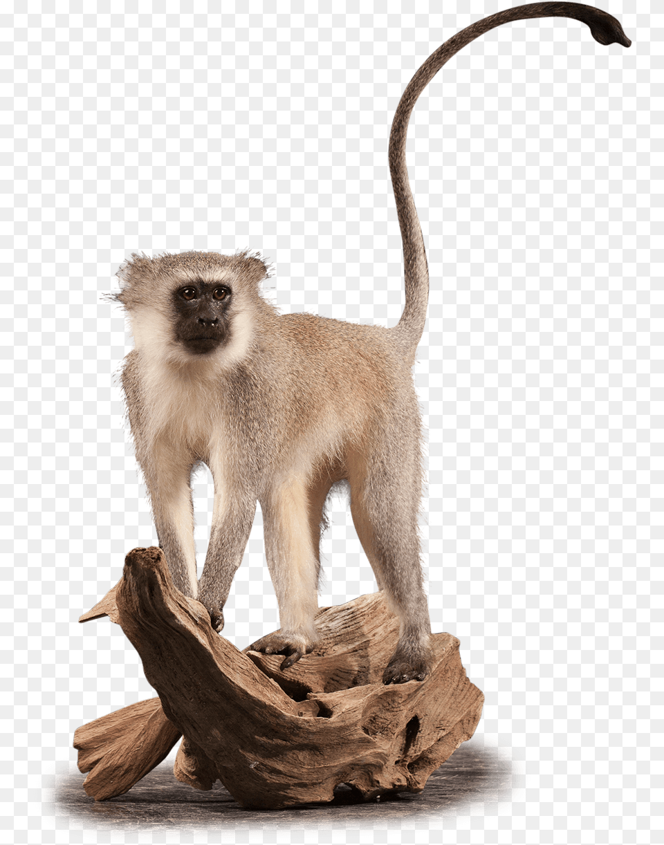 Vervet Monkey Vm102 Our Work Kanati Studio Animal Figure, Mammal, Wildlife, Wood, Baboon Png