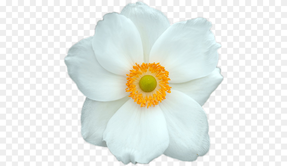 Very Beautiful White Flowers, Anemone, Flower, Geranium, Petal Free Png Download