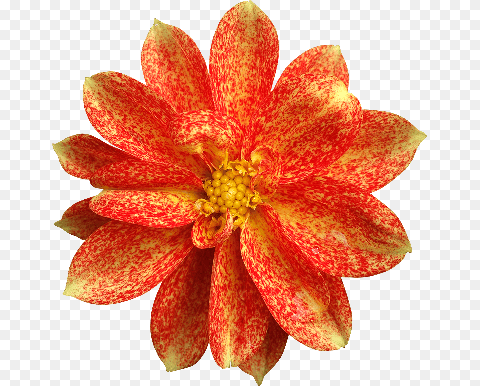 Very Very Beautiful Flowers Artificial Flower, Dahlia, Petal, Plant, Pollen Free Png