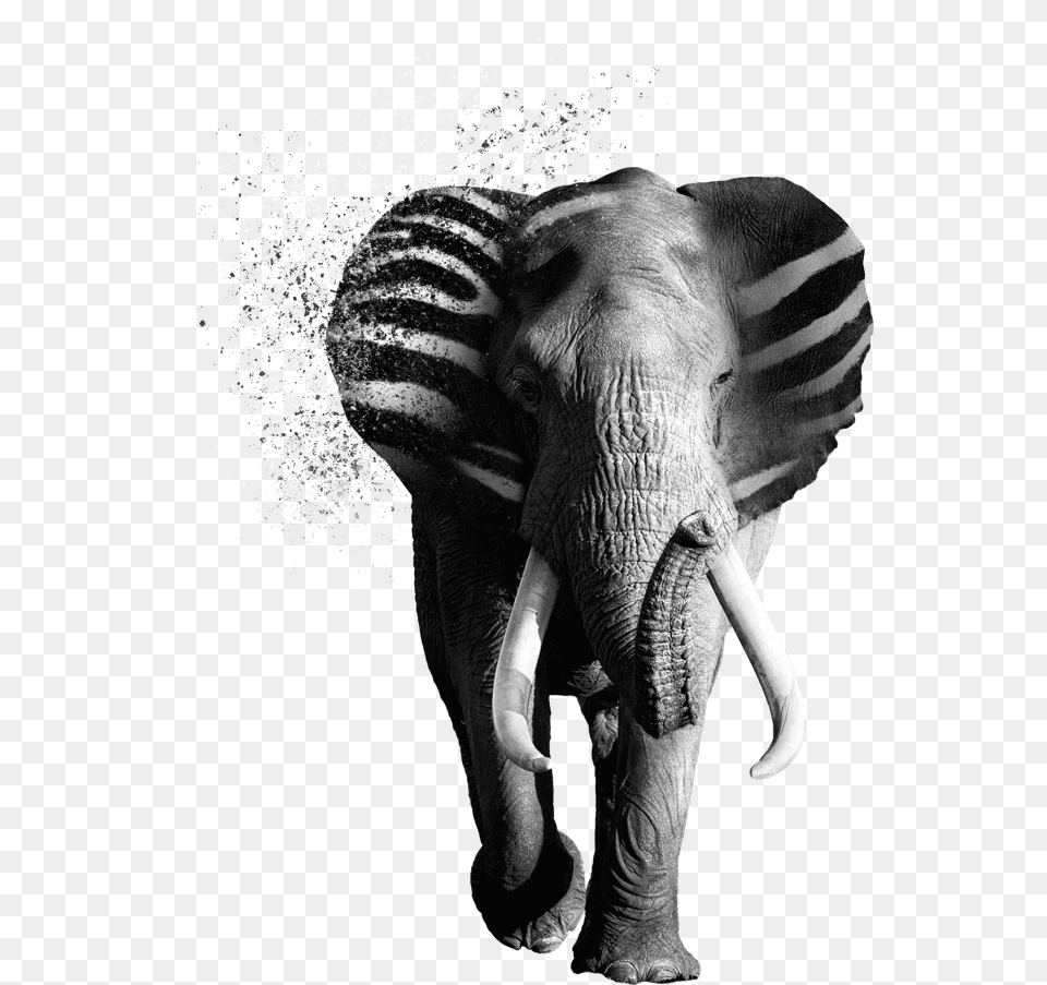 Verycreative Zebraphant Indian Elephant, Animal, Mammal, Wildlife Png