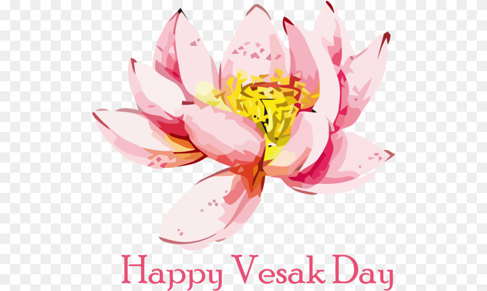 Vesak Flower Lotus Family For Vesak, Petal, Plant, Dahlia, Anther Png Image