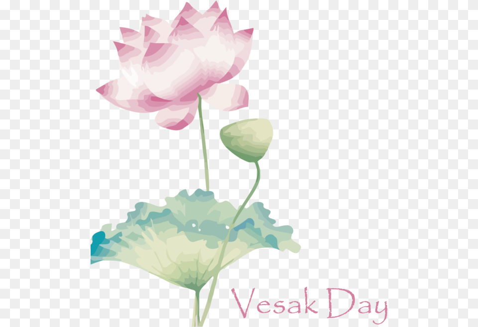Vesak Flower Lotus Family Sacred For Buddha Day Sacred Lotus, Petal, Plant, Rose, Art Png Image