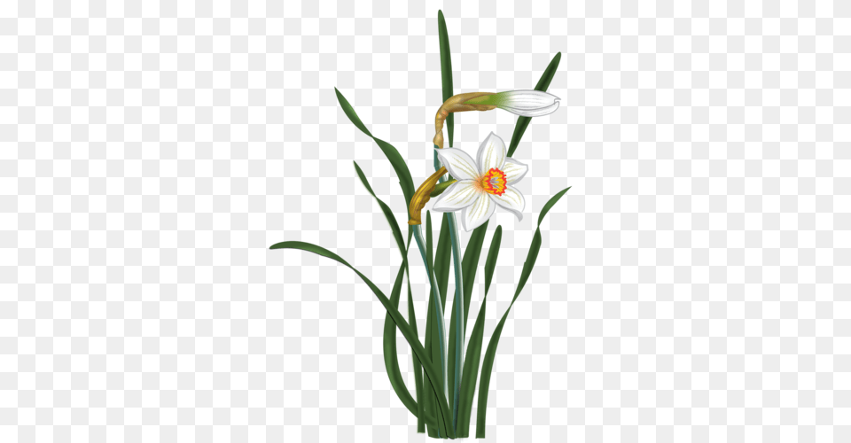 Vesennie Art Spring Time, Flower, Plant, Daffodil, Amaryllidaceae Free Png