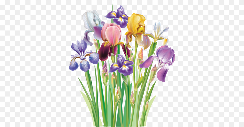 Vesennie Botanical Art Flowers Iris And Flower, Plant, Petal, Flower Arrangement, Flower Bouquet Free Transparent Png