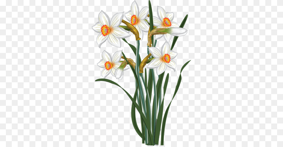 Vesennie Daffodils Clip Art And Flower, Daffodil, Plant, Anther, Flower Arrangement Png Image