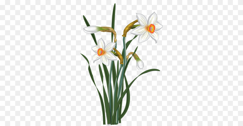 Vesennie Daffodils Flowers And Clip Art, Anther, Flower, Plant, Daffodil Free Png