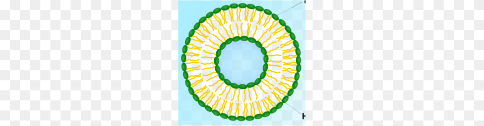 Vesicles, Accessories, Jewelry, Necklace Png