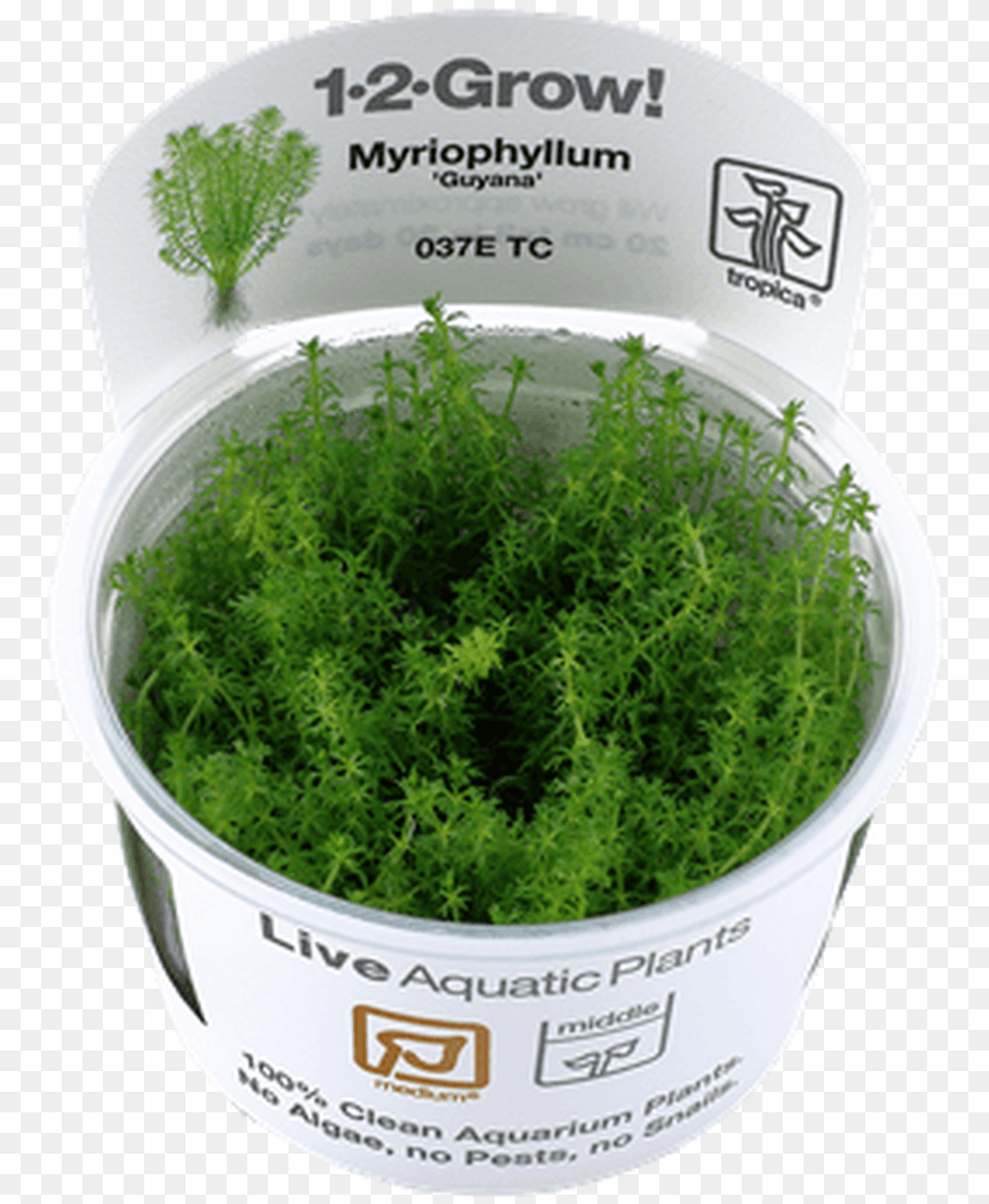 Vesicularia Dubyana, Food, Herbal, Herbs, Moss Free Png Download