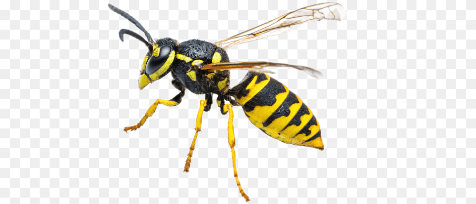 Vespa Jaqueta Amarela Inseto, Animal, Bee, Insect, Invertebrate Free Png