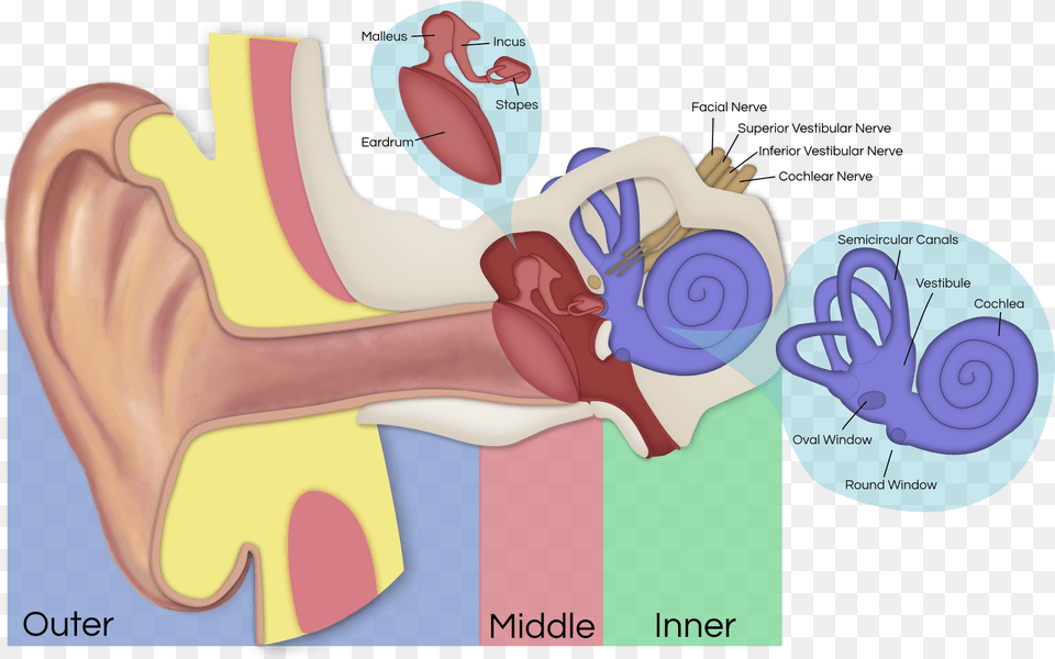 Vestibular Schwannoma Affected Nerves, Body Part, Ear, Massage, Person Free Png Download