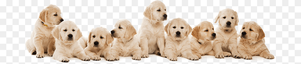 Vetenarian Discounts Philadelphia Pa 9 Puppies, Animal, Canine, Dog, Mammal Png Image