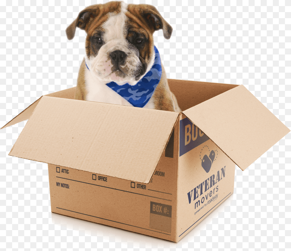 Veteran Mover S Dog Dog, Box, Animal, Mammal, Carton Free Transparent Png