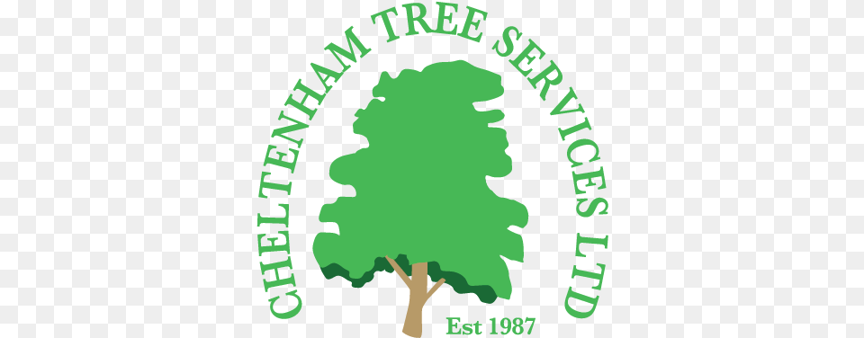 Veteran Trees States Conference Of Catholic Bishops, Green, Vegetation, Plant, Sycamore Free Png