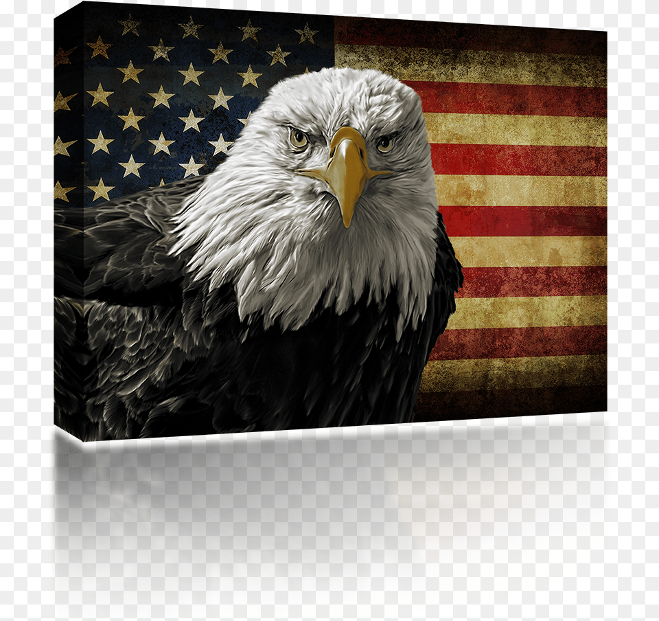 Veterans Day Eagle American Flag, Animal, Beak, Bird, Bald Eagle Free Transparent Png