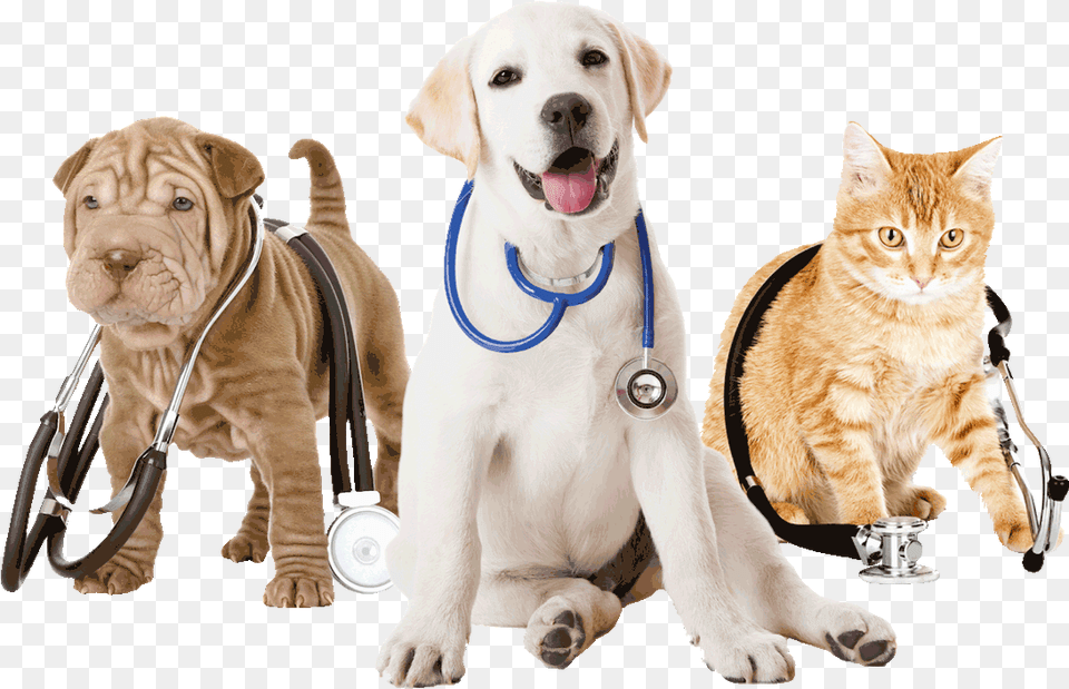 Veterinarian, Doctor, Person, Animal, Canine Free Png