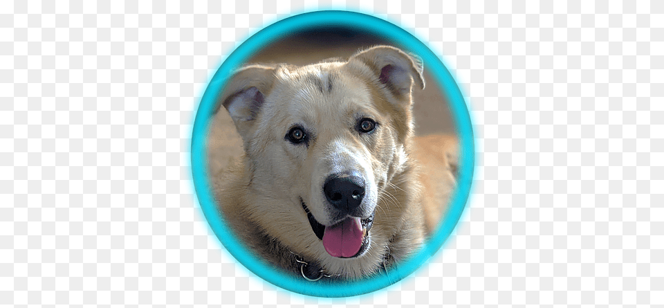 Veterinarian Akita, Animal, Canine, Dog, Husky Png Image