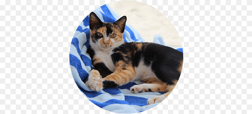 Veterinarians Macomb Michigan Pets Ahoy Animal Hospital Calico Cat, Mammal, Manx, Pet, Photography Free Png