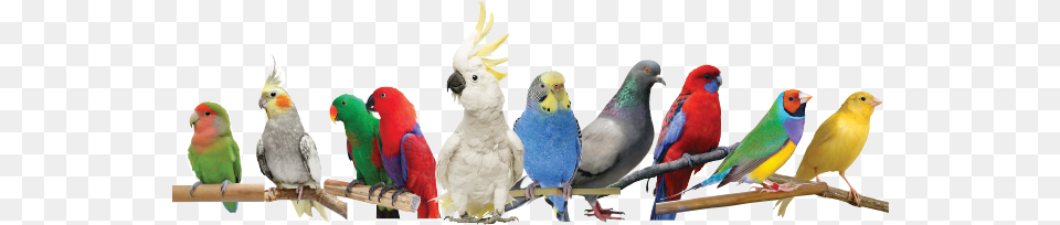 Veterinary Advice Should Always Be Sought Immediately Cockatiels As Pets Cockatiel Facts Amp Information, Animal, Bird, Parakeet, Parrot Free Transparent Png