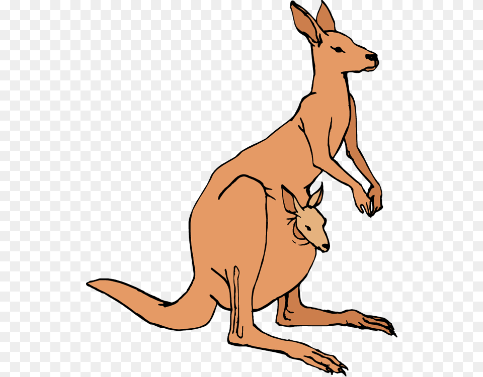 Veto Cliparts, Animal, Mammal, Kangaroo Free Png Download