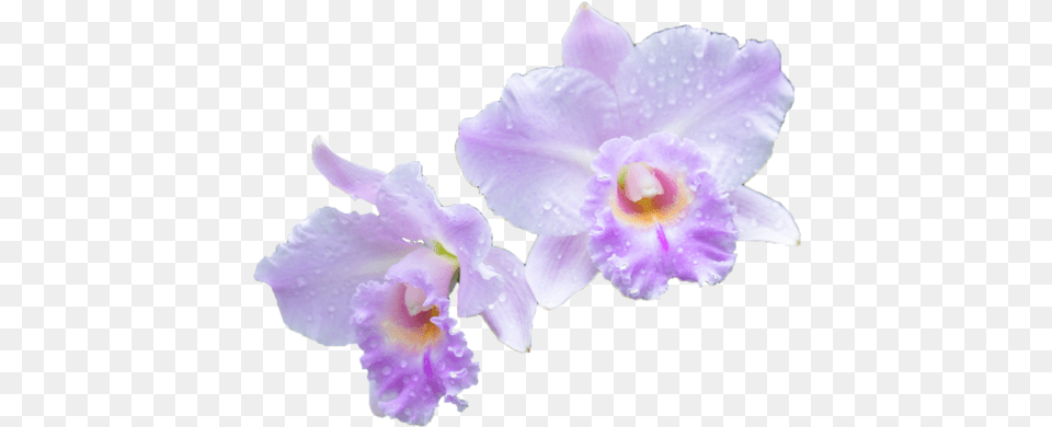 Via Tumblr Vanda Miss Joaquim, Flower, Orchid, Plant Free Png