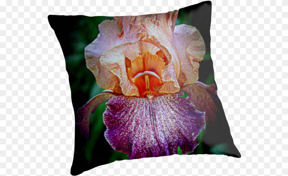 Vibrant Iris Flower Cushion, Petal, Plant, Rose, Geranium Free Transparent Png